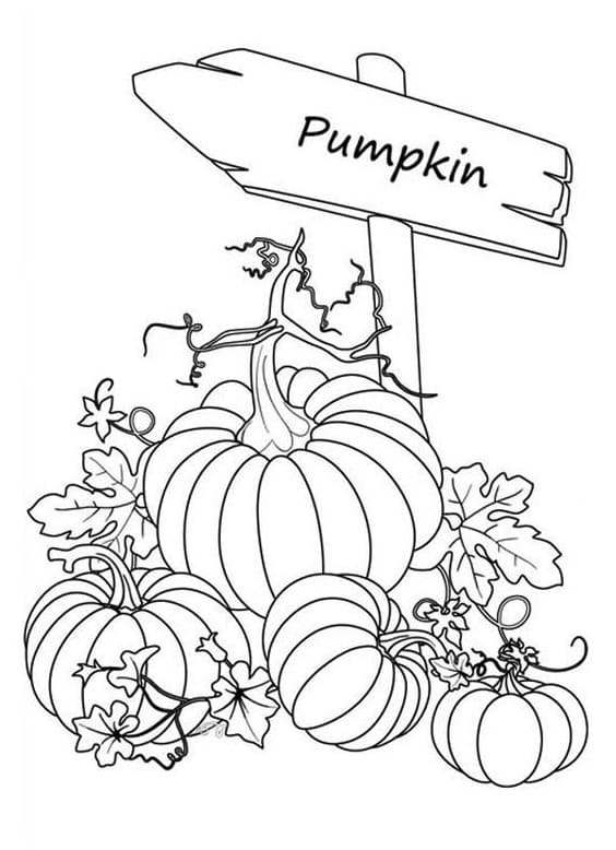 Pumpkin Patch Coloring Pages Printable 16