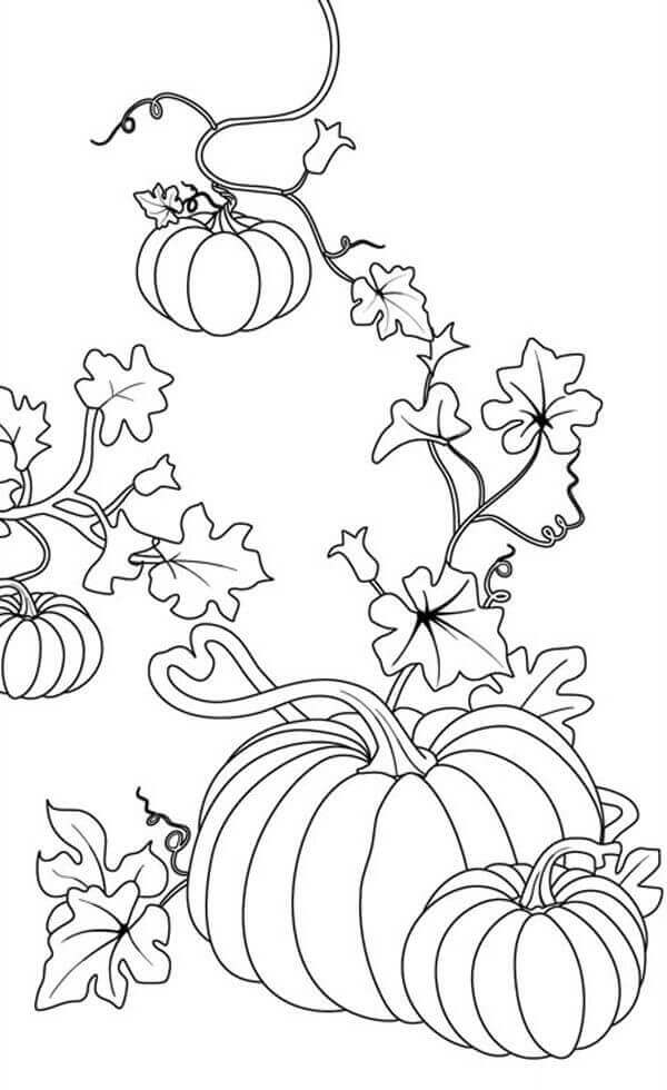 Pumpkin Patch Coloring Pages Printable 2