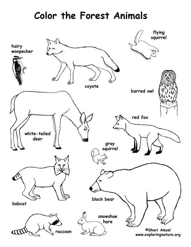 Woodland Forest Animals Coloring Pages Printable 18