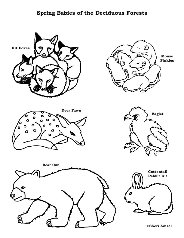 Woodland Forest Animals Coloring Pages Printable 28