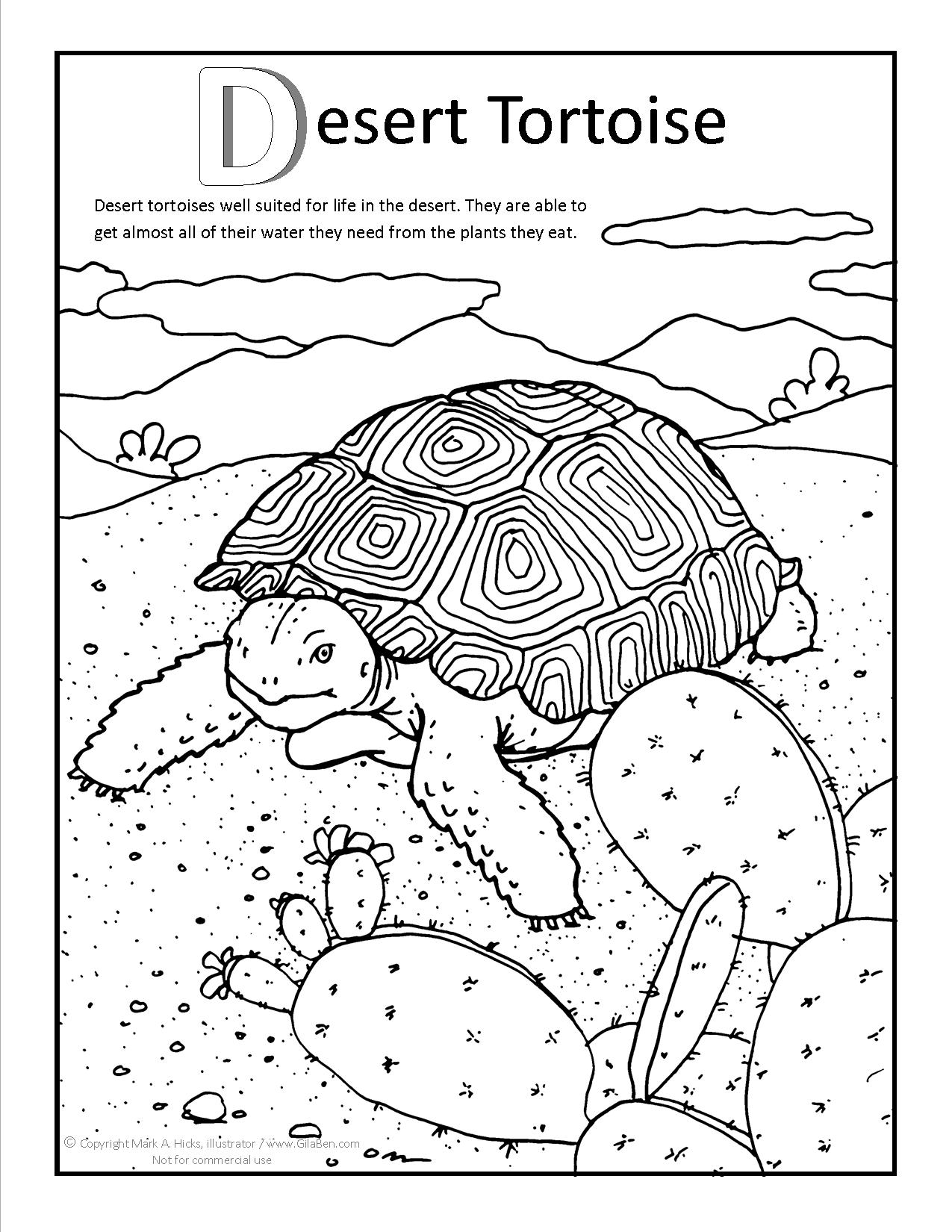 31 Desert Coloring Pages Printable 1