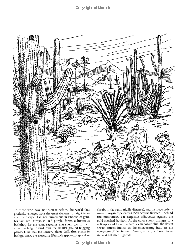 31 Desert Coloring Pages Printable 14