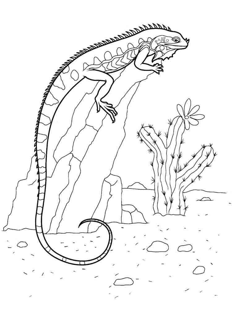 31 Desert Coloring Pages Printable 21