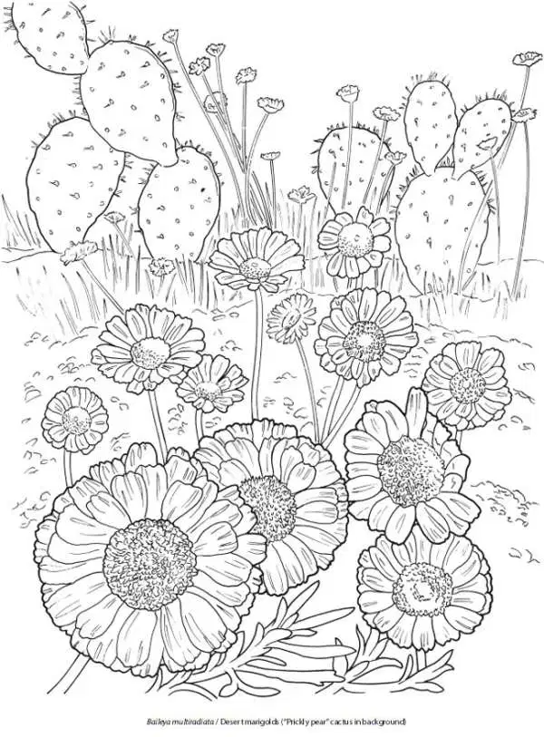 31 Desert Coloring Pages Printable 27