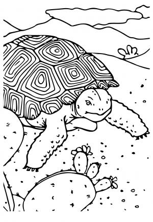 31 Desert Coloring Pages Printable 28