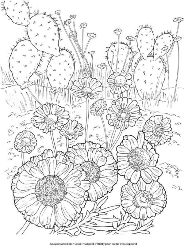 31 Desert Coloring Pages Printable 6