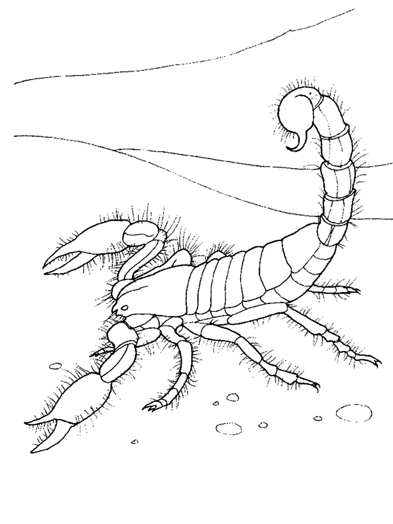 31 Fierce Scorpions Coloring Pages Printable 2