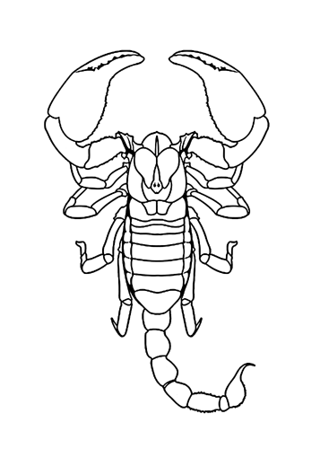 31 Fierce Scorpions Coloring Pages Printable 28