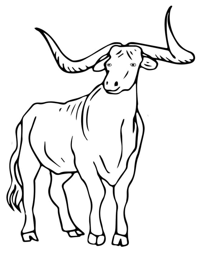 32 Bold Longhorn Coloring Pages Printable 1