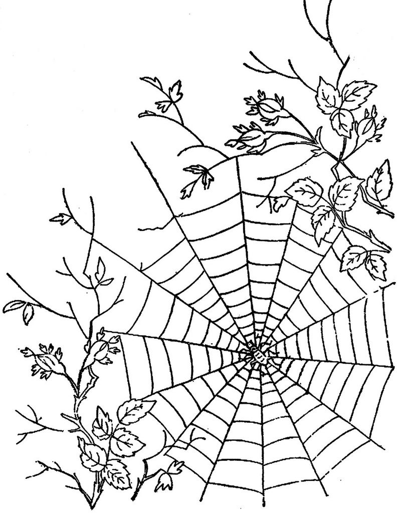 32 Spider Web Coloring Pages Printable 3