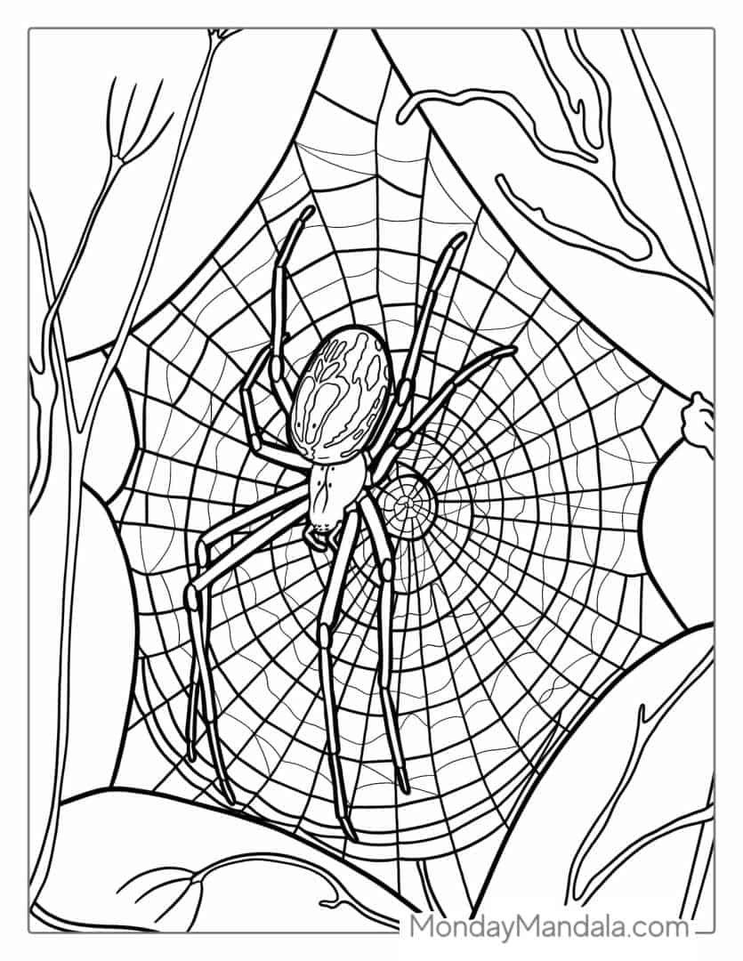 32 Spider Web Coloring Pages Printable 34