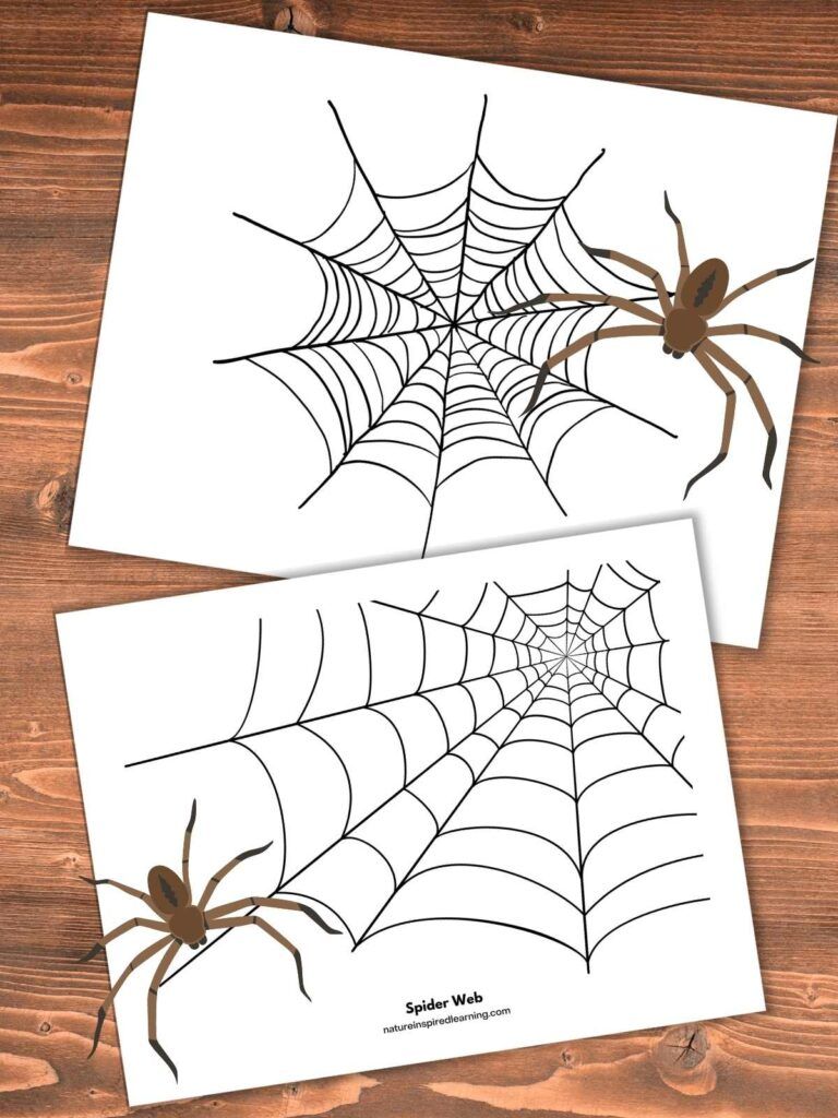 32 Spider Web Coloring Pages Printable 4