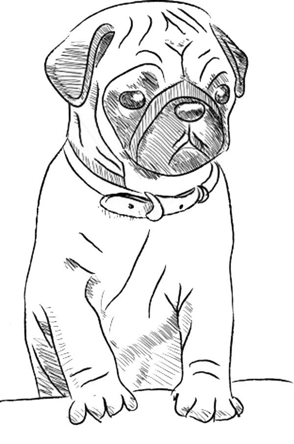 33 Pug Coloring Pages Printable 20