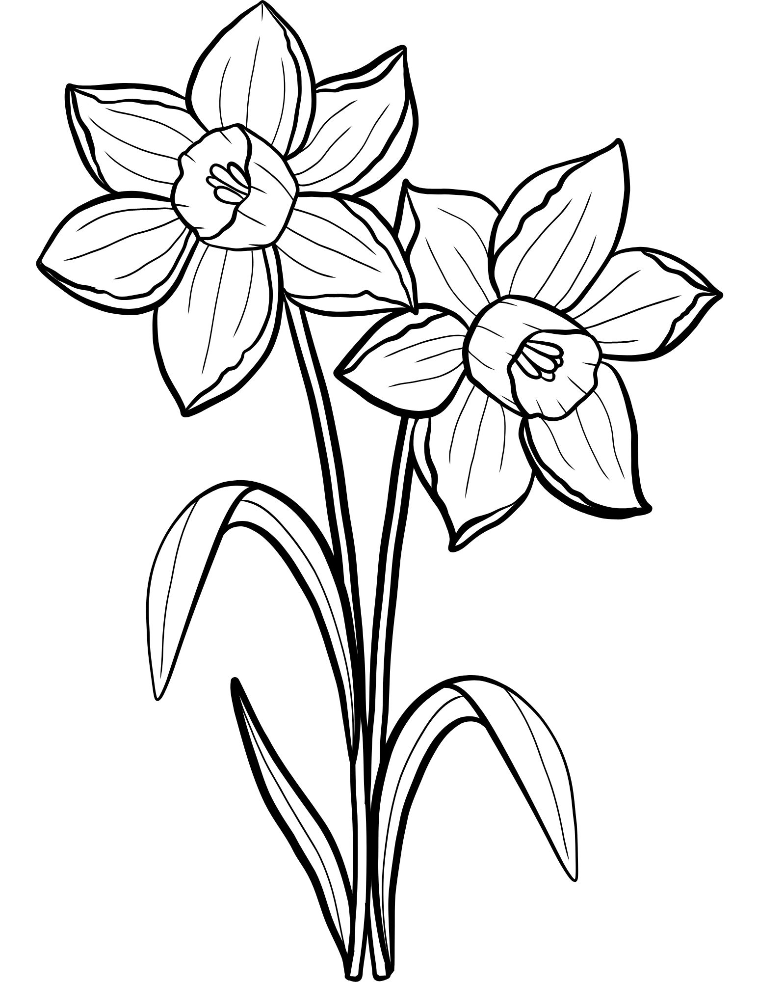 34 Beautiful Daffodil Coloring Pages Printable 1