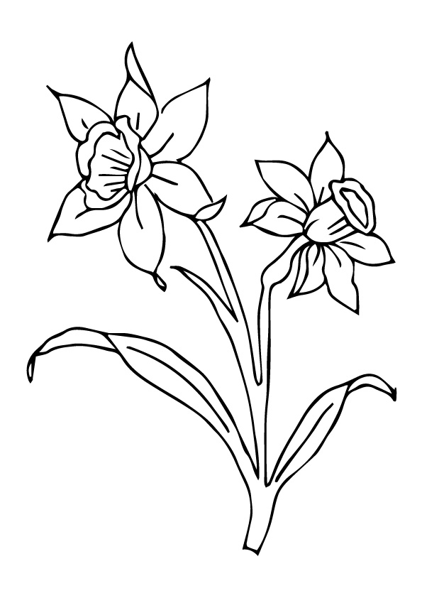 34 Beautiful Daffodil Coloring Pages Printable 10