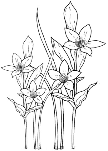 34 Beautiful Daffodil Coloring Pages Printable 11