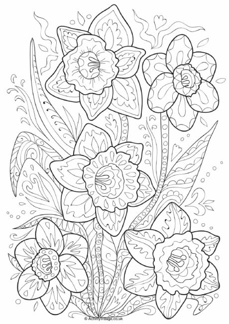 34 Beautiful Daffodil Coloring Pages Printable 13