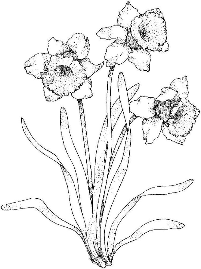 34 Beautiful Daffodil Coloring Pages Printable 14