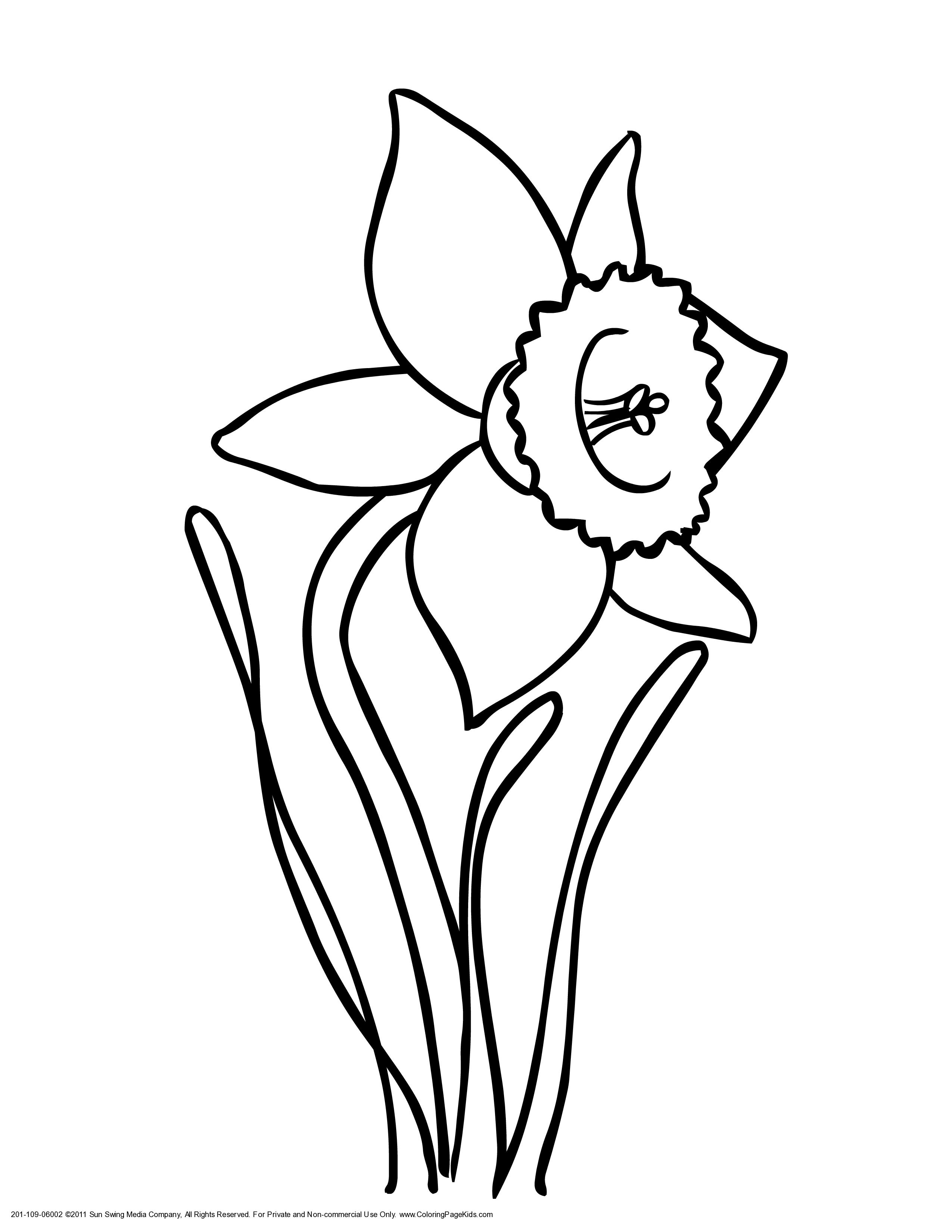 34 Beautiful Daffodil Coloring Pages Printable 15