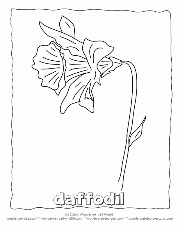 34 Beautiful Daffodil Coloring Pages Printable 17