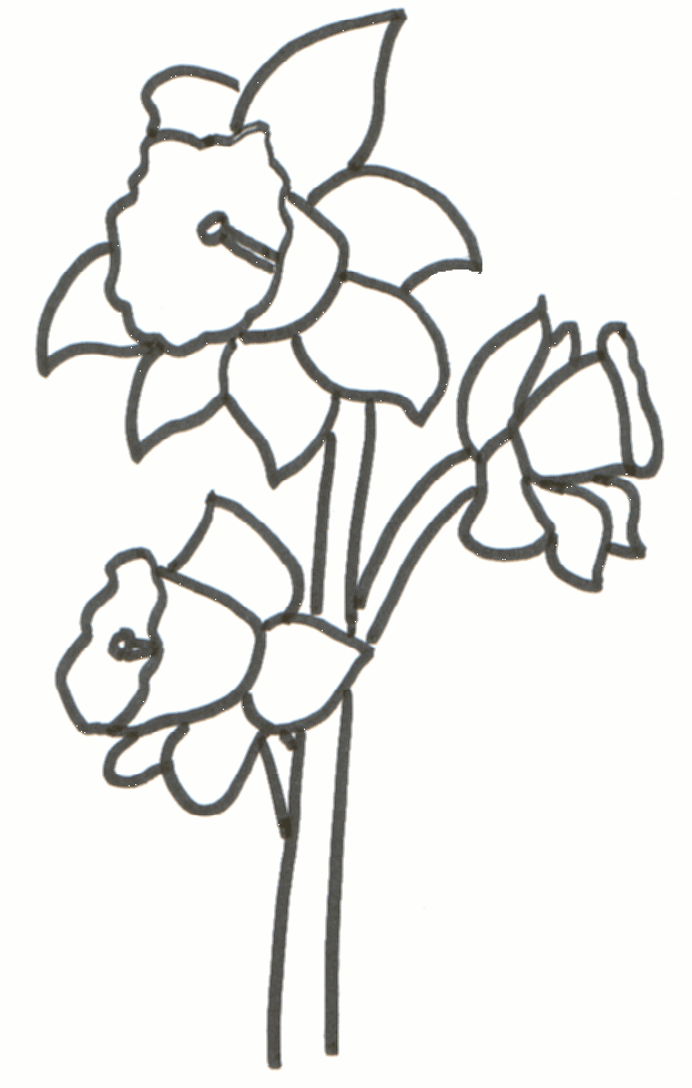 34 Beautiful Daffodil Coloring Pages Printable 18