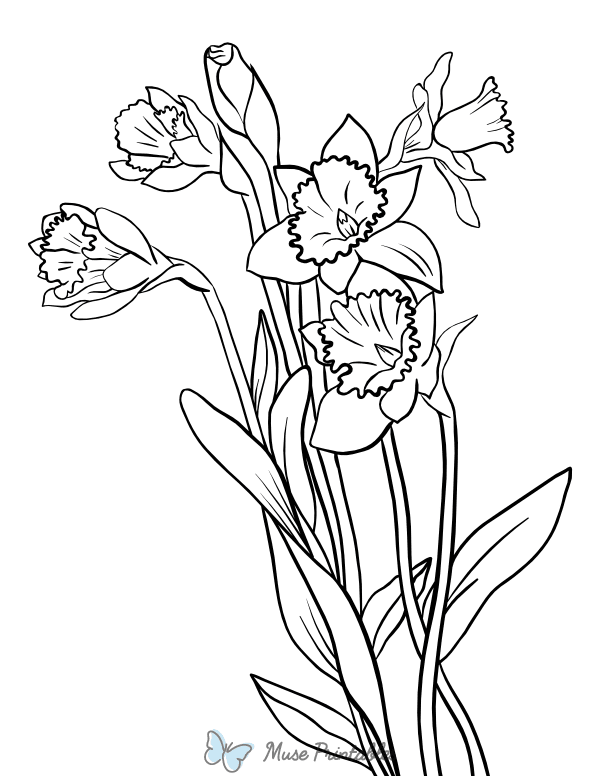 34 Beautiful Daffodil Coloring Pages Printable 19