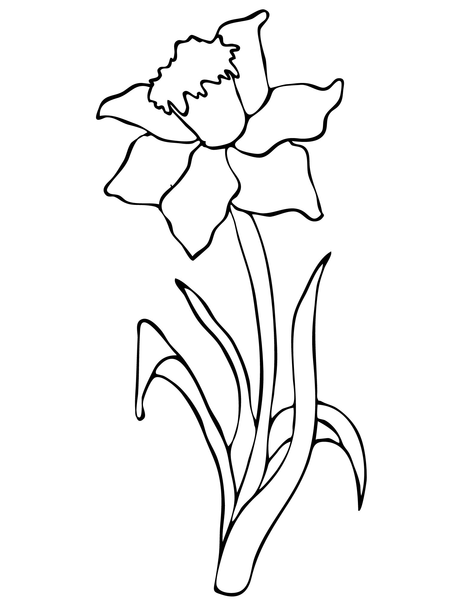 34 Beautiful Daffodil Coloring Pages Printable 2