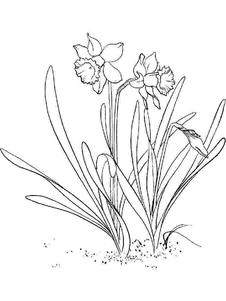 34 Beautiful Daffodil Coloring Pages Printable 20