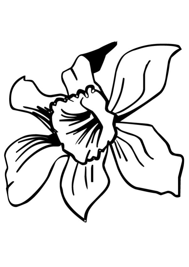 34 Beautiful Daffodil Coloring Pages Printable 21