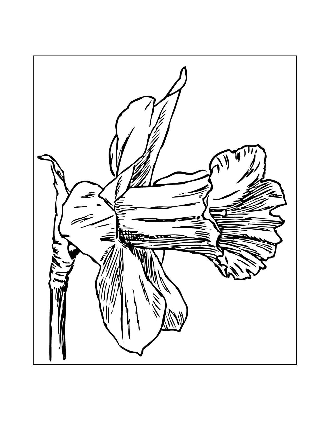 34 Beautiful Daffodil Coloring Pages Printable 22