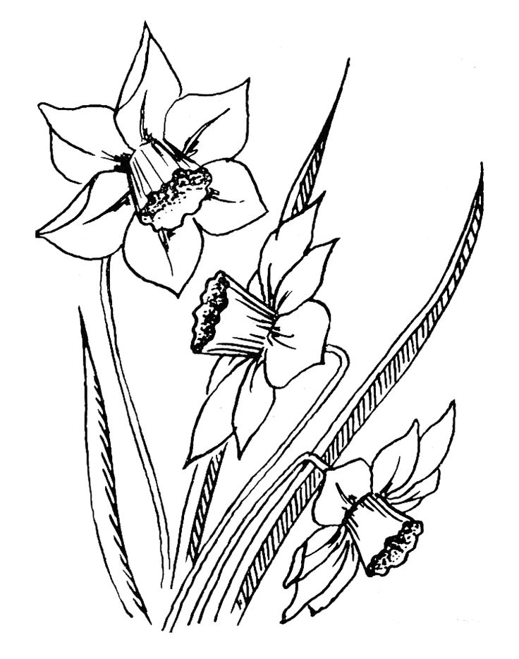 34 Beautiful Daffodil Coloring Pages Printable 23