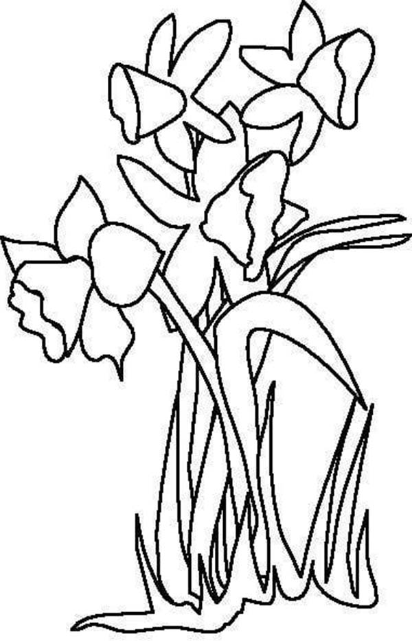 34 Beautiful Daffodil Coloring Pages Printable 24