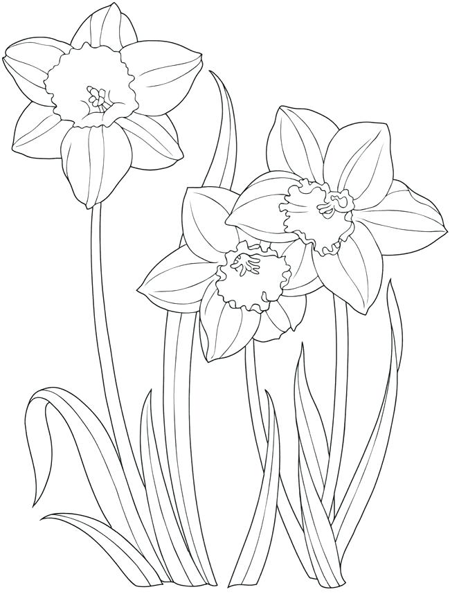 34 Beautiful Daffodil Coloring Pages Printable 26