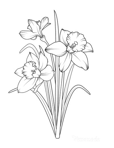 34 Beautiful Daffodil Coloring Pages Printable 28