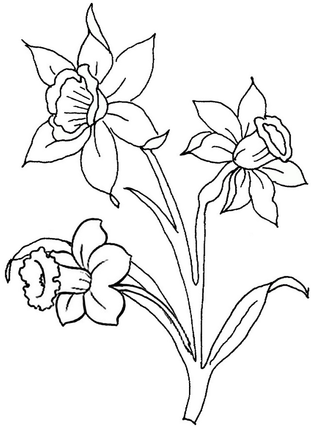 34 Beautiful Daffodil Coloring Pages Printable 3