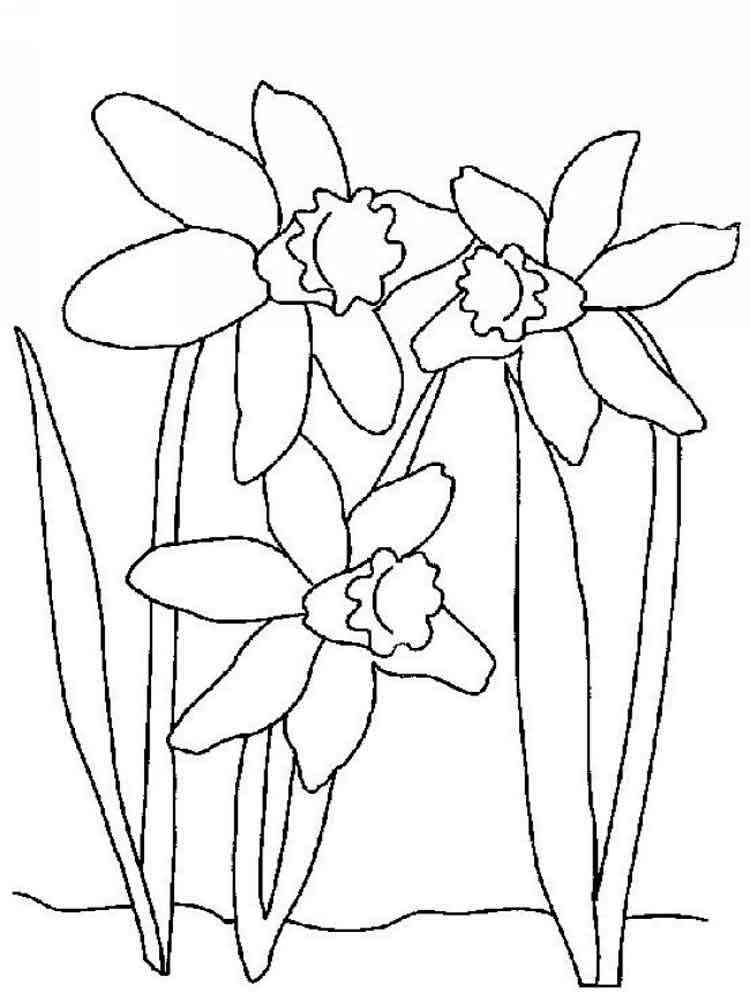 34 Beautiful Daffodil Coloring Pages Printable 32