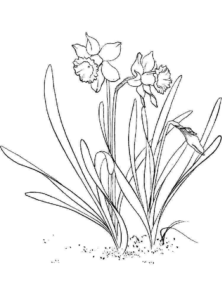 34 Beautiful Daffodil Coloring Pages Printable 35