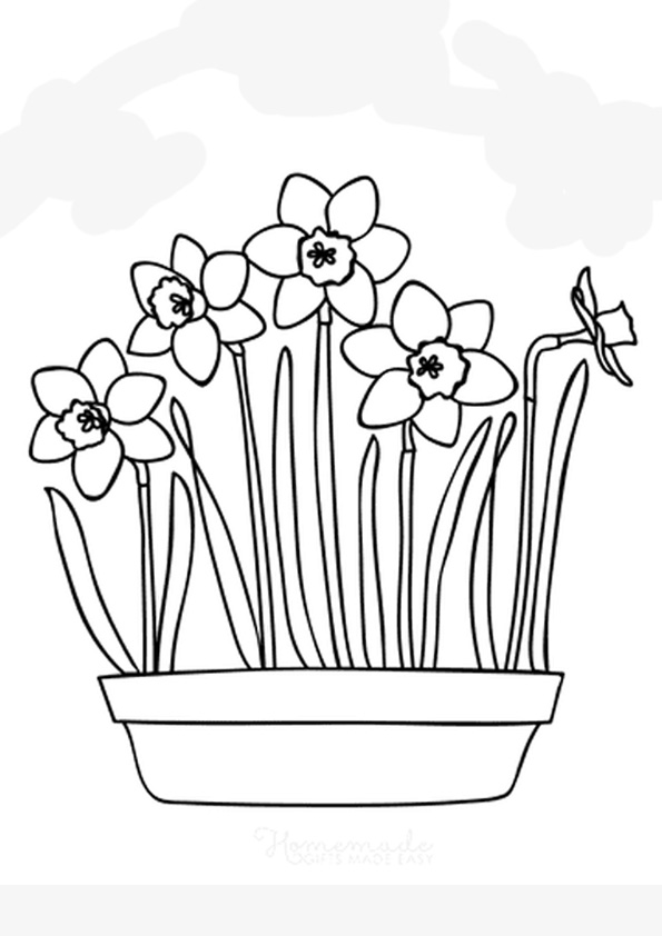 34 Beautiful Daffodil Coloring Pages Printable 8