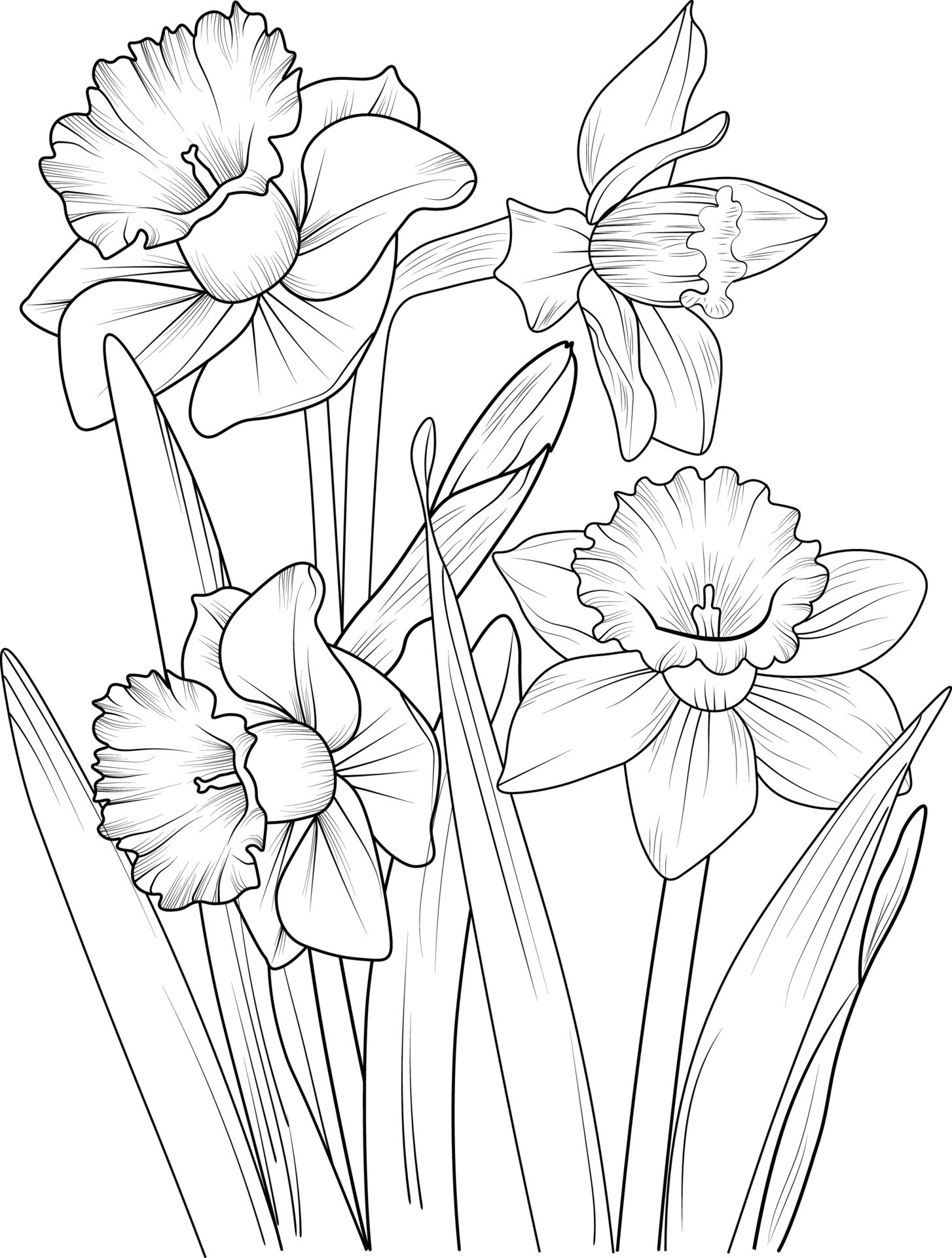 34 Beautiful Daffodil Coloring Pages Printable 9