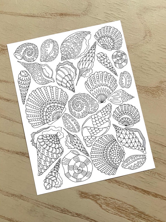 34 Seashell Coloring Pages Printable 14