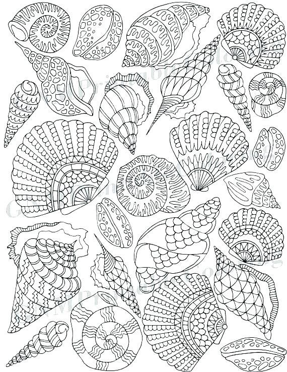 34 Seashell Coloring Pages Printable 19