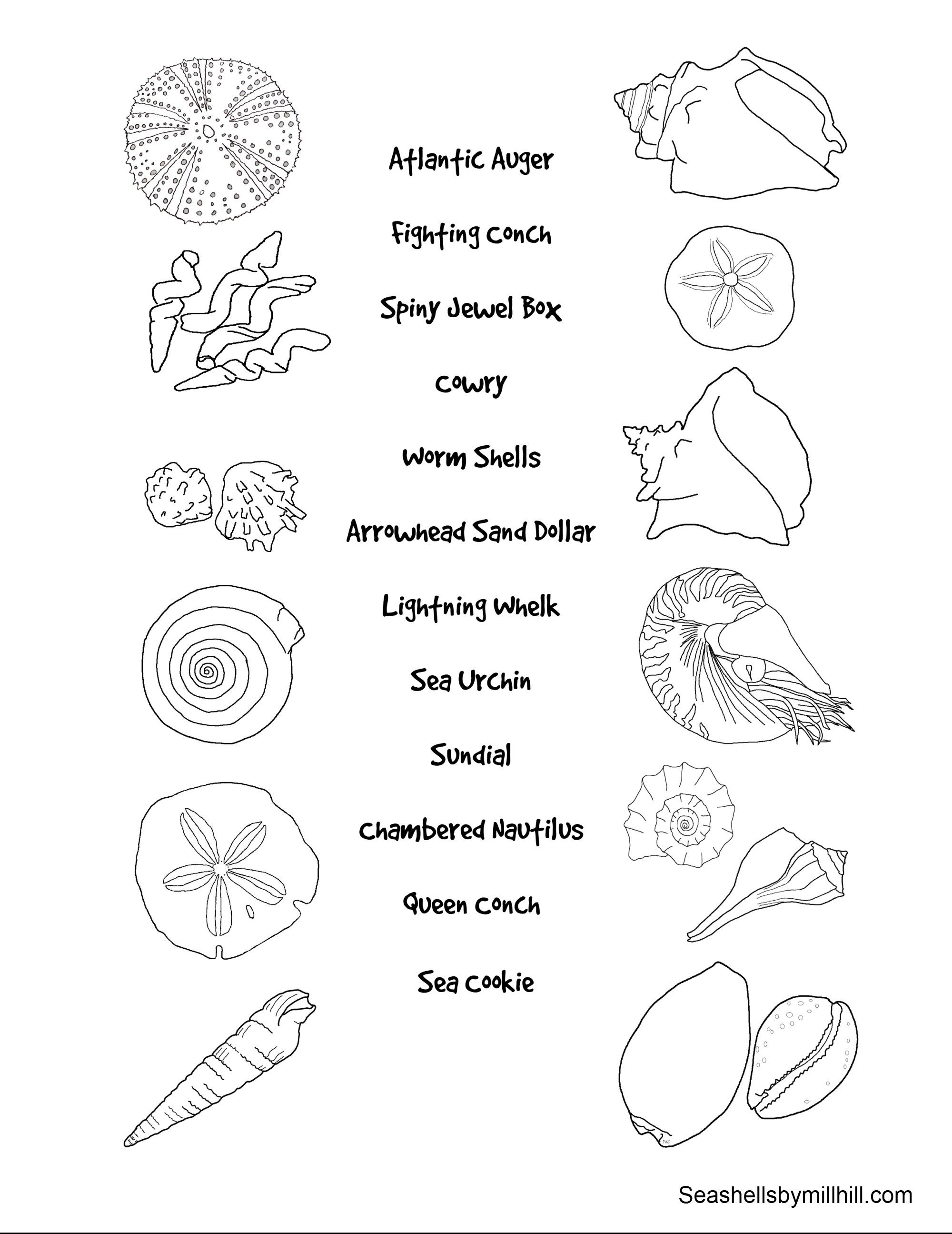 34 Seashell Coloring Pages Printable 21