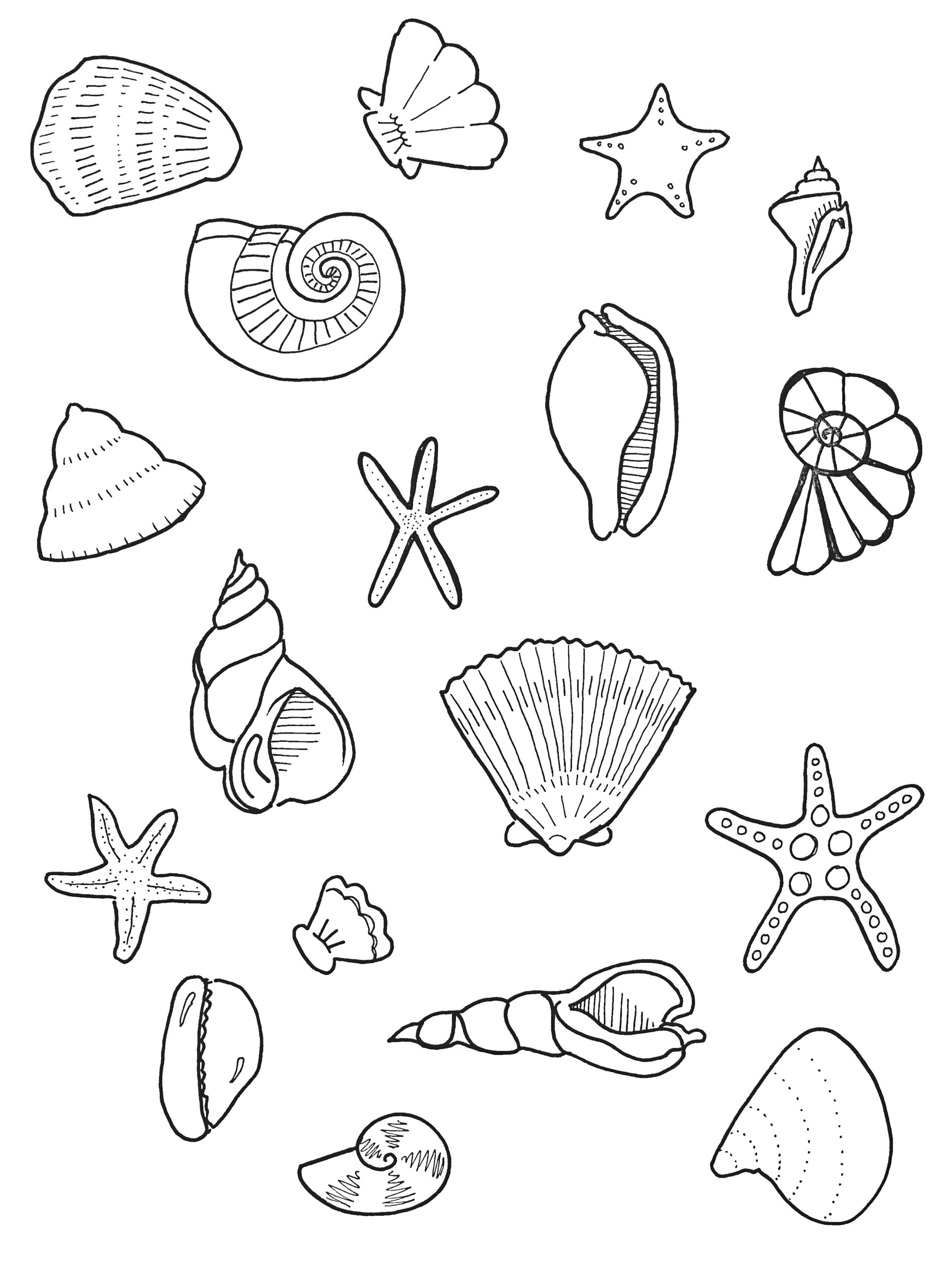 34 Seashell Coloring Pages Printable 24