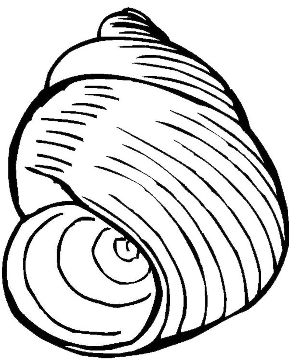 34 Seashell Coloring Pages Printable 25