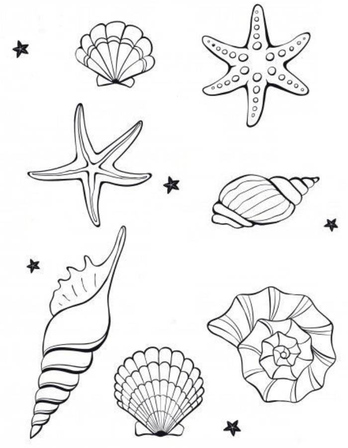 34 Seashell Coloring Pages Printable 30