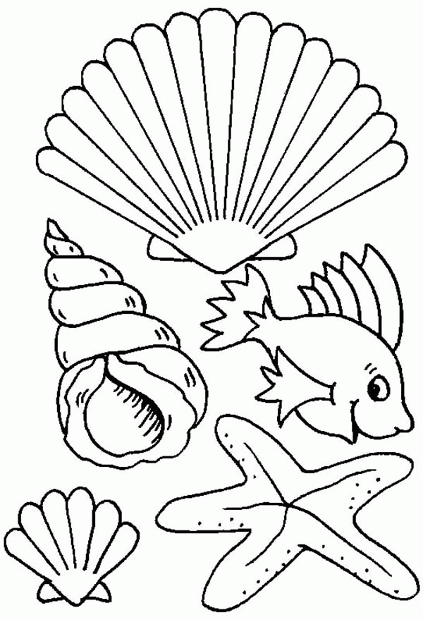 34 Seashell Coloring Pages Printable 4