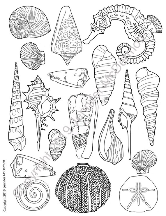 34 Seashell Coloring Pages Printable 5