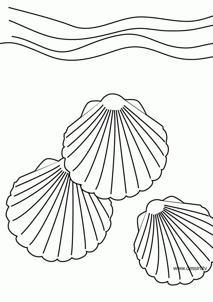 34 Seashell Coloring Pages Printable 6