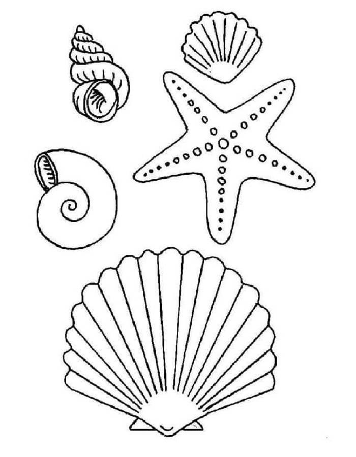 34 Seashell Coloring Pages Printable 7