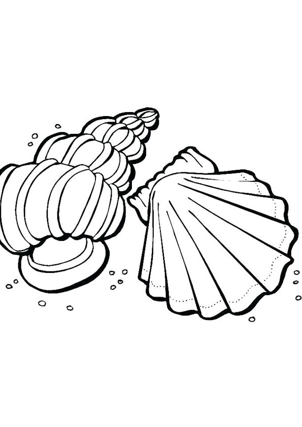 34 Seashell Coloring Pages Printable 9